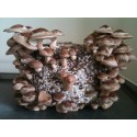 Mushroom Growing Kits - The Power of Mushrooms 
