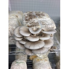 Mushroom Kit - Grey Oyster (Pleurotus Ostreatus) - Great looking and very tasty - FREE Shipping 