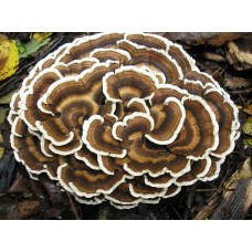 Mushroom Kit - Australian Turkey Tail (Trametes Versicolor) Great for making Teas or Extracts   - FREE SHIPPING
